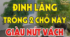 2 vị trí trồng Đinh Lăng hút tài lộc