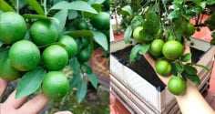 Mẹo trồng chanh trong chậu, bốn mùa sai quả, ăn không hết