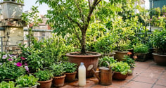 Đừng đổ nước vo gạo: Đây là 'phân bón vàng' giúp cây lớn nhanh, ít sâu bệnh