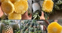 Chọn dứa nhắm trúng điểm này: Mật nhiều, mọng nước