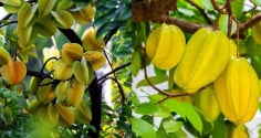 Người mệnh nào nên trồng cây khế để hút lộc vào nhà?