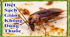 Cách đuổi gián không cần dùng hóa chất