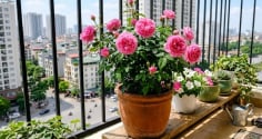 Mẹo trồng hoa hồng trên ban công, hoa đua nhau nở, quanh năm rực rỡ