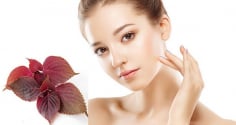 3 cách làm đẹp da với lá tía tô tại nhà giúp da sạch khỏe và mềm mịn hơn