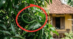 4 cách ngăn rắn bò vào nhà