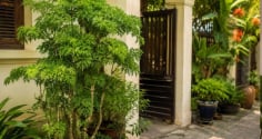 3 lý do nên trồng cây đinh lăng trước nhà