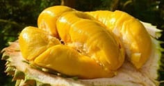 5 người không nên ăn sầu riêng, càng ăn càng gây hại
