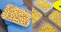 Mẹo bảo quản hạt sen: Mua một lần, để cả năm vẫn thơm bùi, không thâm xỉn