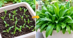 Cách trồng rau mùi tàu trong chậu nhanh được ăn, quanh năm xanh tốt, không phải gieo mới
