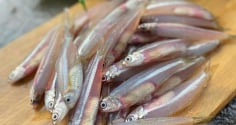 5 loại cá bổ ngang cá hồi nhưng giá rẻ hơn nhiều, chợ nào cũng có