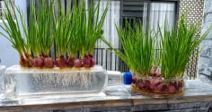 Cách trồng hành lá thủy sinh mầm lên tua tủa