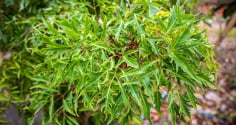 Có nên trồng cây đinh lăng trước nhà?