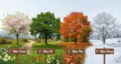 Trắc nghiệm: Chọn 1 cái cây tượng trưng cho mùa mà bạn thích nhất