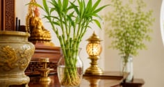 Cách trồng cây phát tài thủy sinh để ban thờ xanh quanh năm, không vàng úa