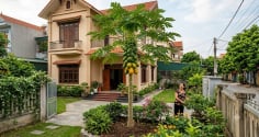 Có nên trồng cây đu đủ trước nhà? Giải mã ý nghĩa phong thủy và tài lộc ít người biết!