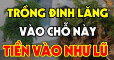 3 vị trí trồng đinh lăng hút tài lộc vào nhà: Ai không biết thật đáng tiếc
