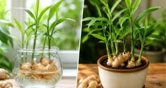 Trồng gừng cảnh nên trồng thủy sinh hay trồng trong đất?