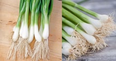 Phần rễ hành lá không phải đồ bỏ đi, giữ lại có lợi ích đặc biệt