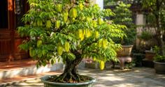 Người tuổi nào, mệnh nào được cho là 'hưởng vía giàu sang tài lộc' khi trồng cây khế phong thủy?