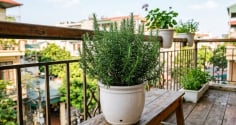 Vì sao nên đặt một chậu cây hương thảo ở ban công?