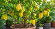 Trồng cây khế trong chậu: Mẹo hay để cây nhanh có quả,  quả chín vàng trĩu cành, không bị rụng sớm