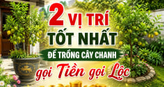 2 vị trí tốt nhất để trồng cây chanh gọi Tiền gọi Lộc