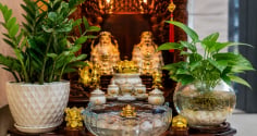 Trồng cây ở ban thờ Thần Tài: Nên trồng thủy sinh hay trồng đất để hút may mắn hơn?
