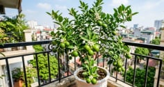 Người thuộc 2 mệnh này hợp trồng cây chanh nhất
