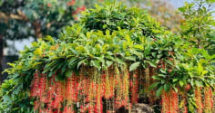 3 vị trí tốt nhất để trồng cây lộc vừng