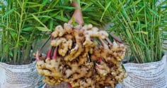 Cách trồng gừng nhanh mọc mầm, củ sai rúc rích