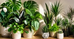 Vì sao phong thủy thích cây lá to, dáng lá tròn hơn lá nhỏ, lá nhọn?