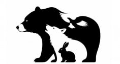 Trắc nghiệm: Bạn nhìn thấy con vật gì trước tiên?
