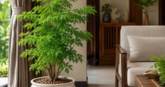 Trồng cây đinh lăng phong thủy trong chậu: Nên đặt trong nhà hay vị trí nào để vừa đẹp vừa hút tài lộc?
