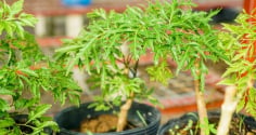 3 mệnh hợp nhất để trồng cây đinh lăng