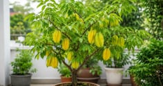 Cây khế phong thủy trồng chậu: Đặt ở vị trí này vừa đẹp nhà vừa được xem là hút tài lộc