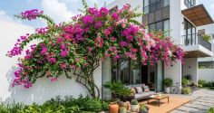 Người mệnh nào hợp trồng cây hoa giấy?