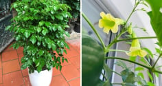 3 vị trí tốt nhất để trồng cây hạnh phúc hút lộc