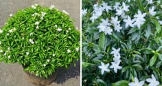 3 vị trí tốt nhất để trồng cây Mai Chiếu Thủy