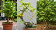Trồng cây khế phong thủy: Trồng chậu thông thường hay tạo dáng bonsai hay trồng xuống đất cho thật lớn?