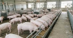 Giá heo hơi hôm nay 28/8: Miền Bắc tiếp tục giảm, thị trường ba miền đi về đâu?