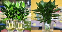 3 vị trí tốt nhất trồng cây phát tài phát lộc