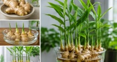 Cách trồng gừng thủy sinh tại nhà để cây xanh tốt, đẻ nhiều nhánh, củ phát triển khỏe