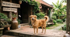 Nhà đột nhiên xuất hiện những con vật này: Có trường hợp là điềm may, có trường hợp cần kiểm tra ngay