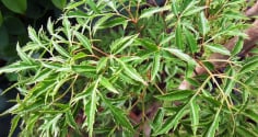 Cây đinh lăng hợp mệnh nào nhất?