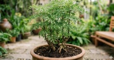 Lời khuyên cho các gia đình thường xuyên ăn lá đinh lăng