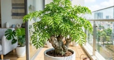 Người mệnh nào hợp trồng cây đinh lăng nhất?