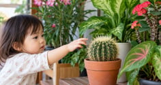Nhà có trẻ nhỏ, nên cẩn thận khi trồng những loại cây này