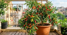 3 vị trí trồng cây ớt giúp thu hút tài lộc vào nhà
