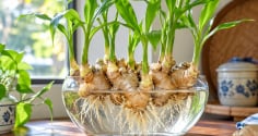 Lời khuyên cho những người trồng gừng thủy sinh: 7 lưu ý nhất định cần biết