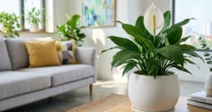 Người mệnh nào hợp trồng cây lan ý?